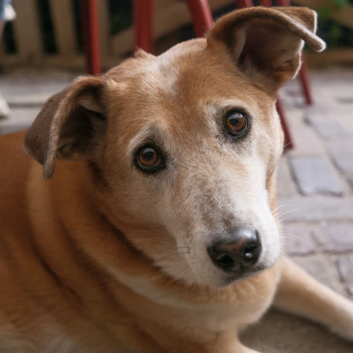 Perro mirando a la cámara con cara de buen chico