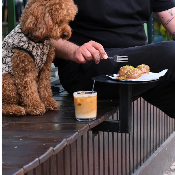 Un hombre y su perro disfrutando juntos del brunch